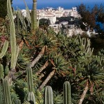 Monaco jardin exotique rocher cactus vue