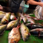 Tsukiji shijo • Fish Market - Tokyo - Japan