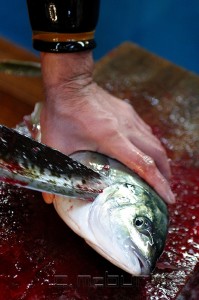 Tsukiji shijo • Fish Market - Tokyo - Japan